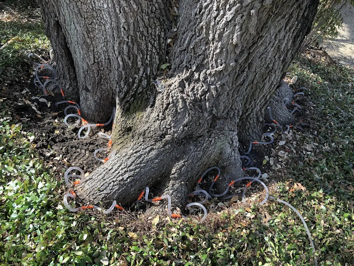 Detailed Tree Cabling and Bracing job site in Lignum