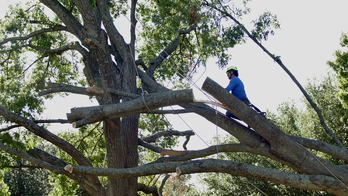 Professional Hazardous Tree Removal performed by certified arborists in Lignum